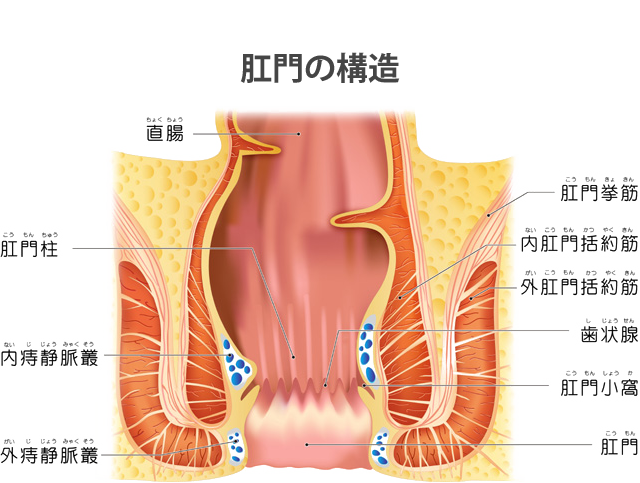 肛門のイラスト